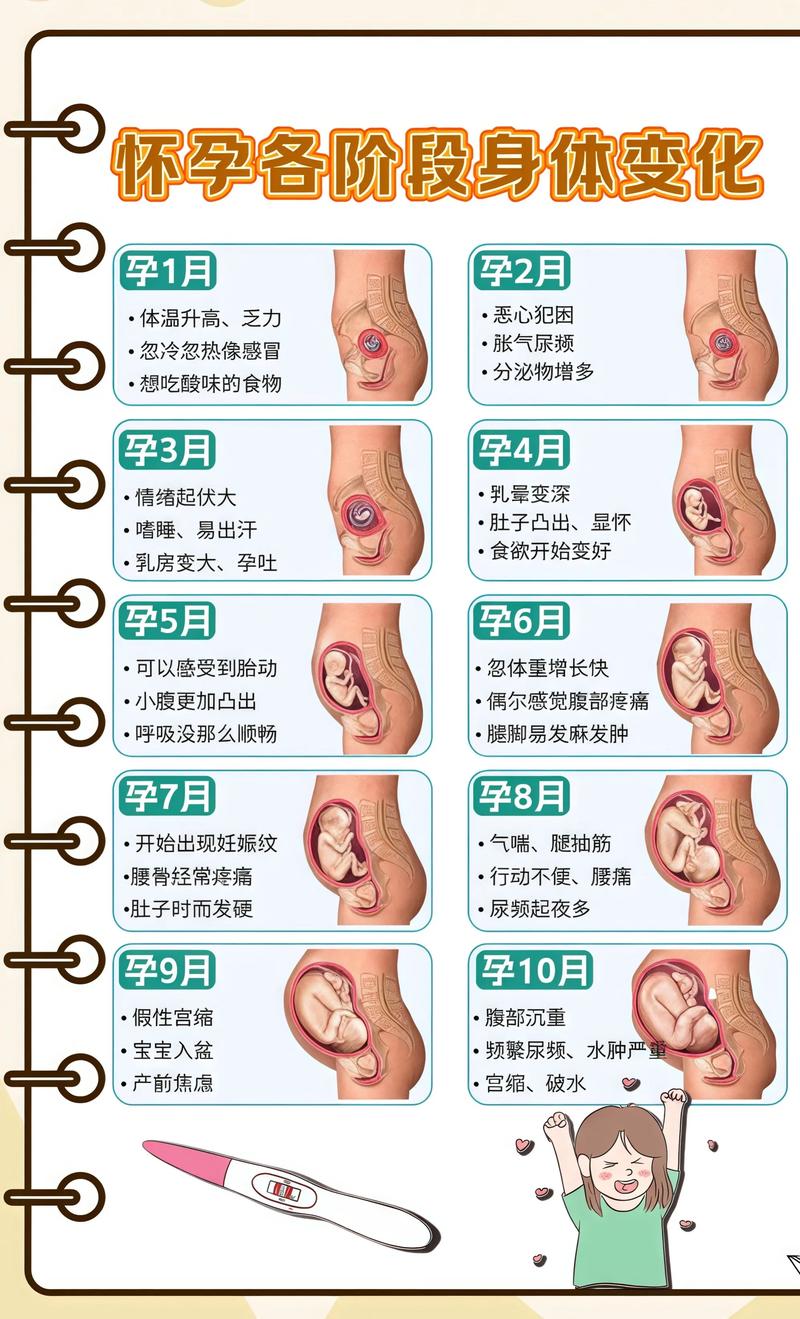 揭秘供卵代孕妈妈怀孕小腹分两节,孕期变化的奥秘赤峰代生机构: